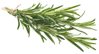 rosemary-200x110-1